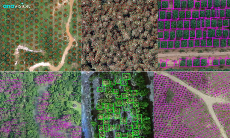 Read more about the article Improving Tree Species Classification Using UAV Images