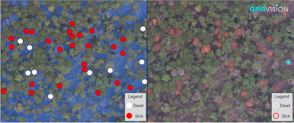 Unhealthy or dead trees detection