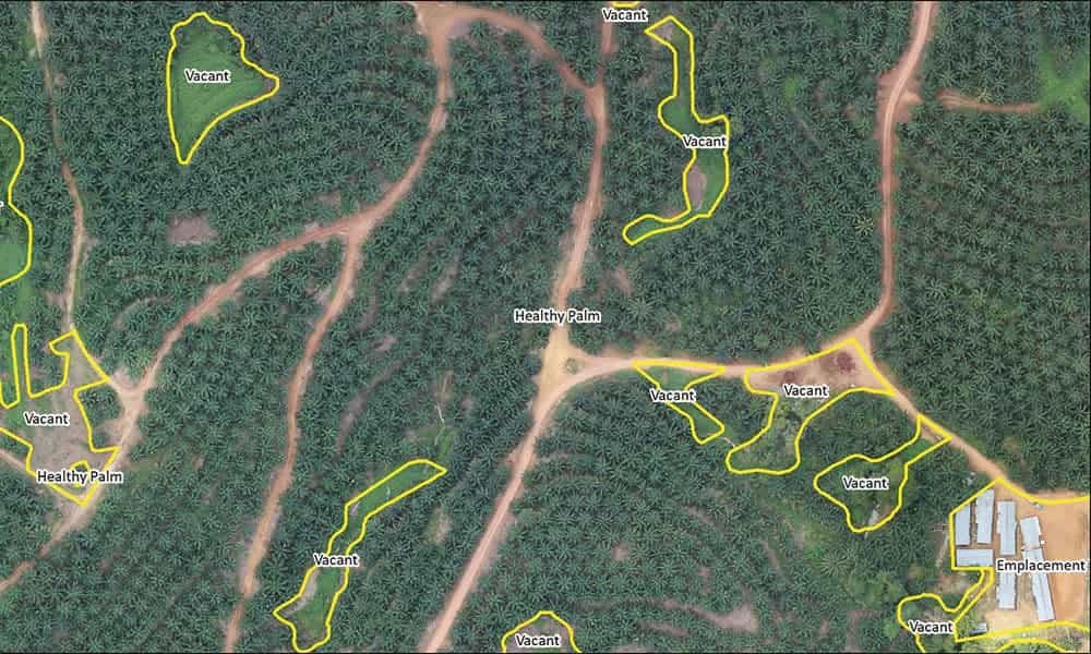 Landcover classification of plantations and agriculture