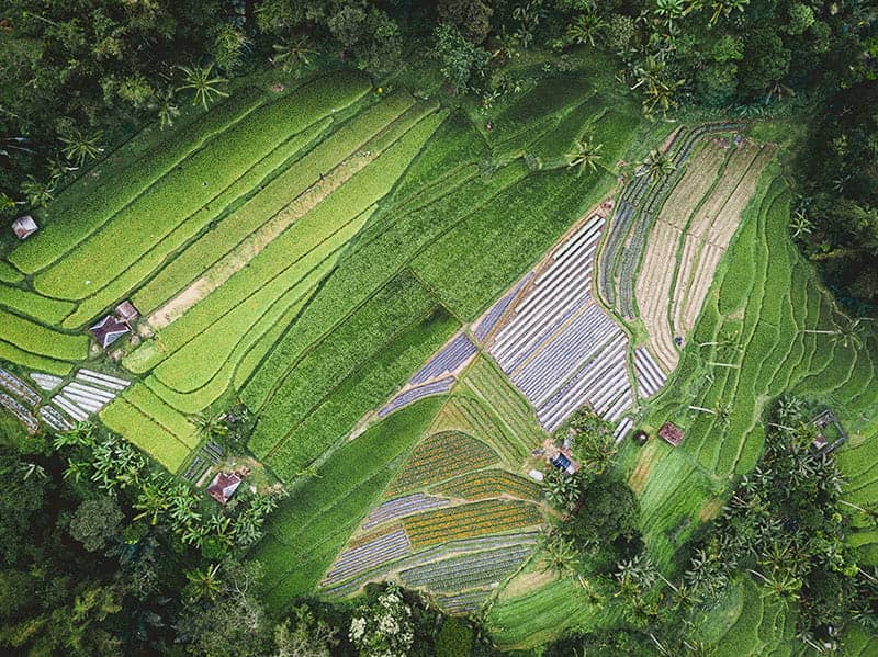 Plantations and Agriculture