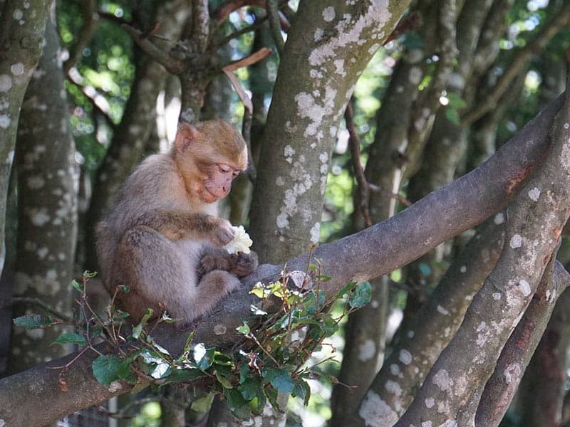 Monkey in country park and natural forest