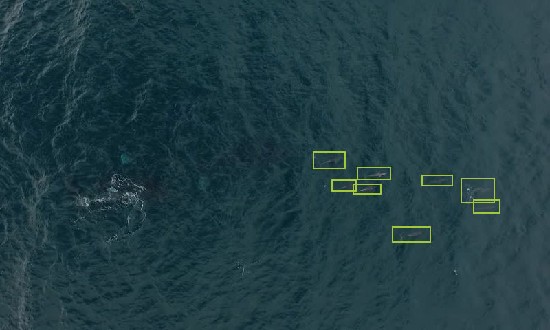 Dolphin detection