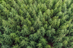 Read more about the article Tree Management Solution Using Remote Sensing Technology