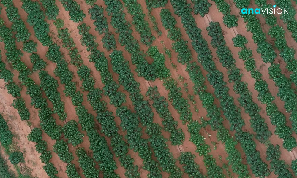 Close up of Cassava field