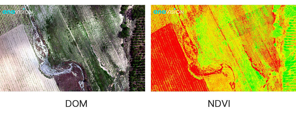 DOM and NDVI of Cassava field