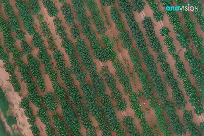 You are currently viewing Cassava Yield Prediction Using Aerial images