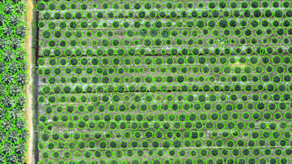 Revolutionary AI-powered Smart Agriculture In Oil Palm Management SOPI01 TreeCount b