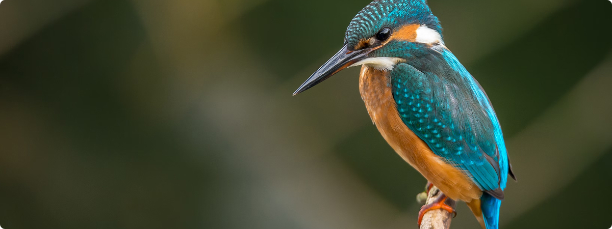 Wildlife Monitoring