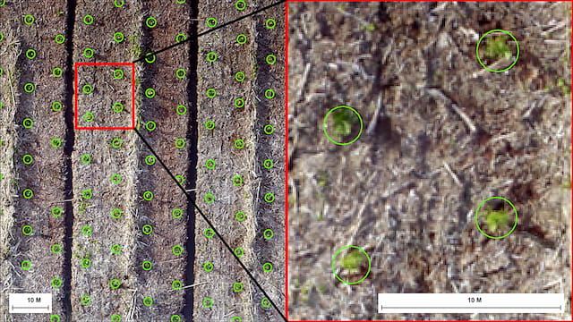 Improve Young Tree Size Detection