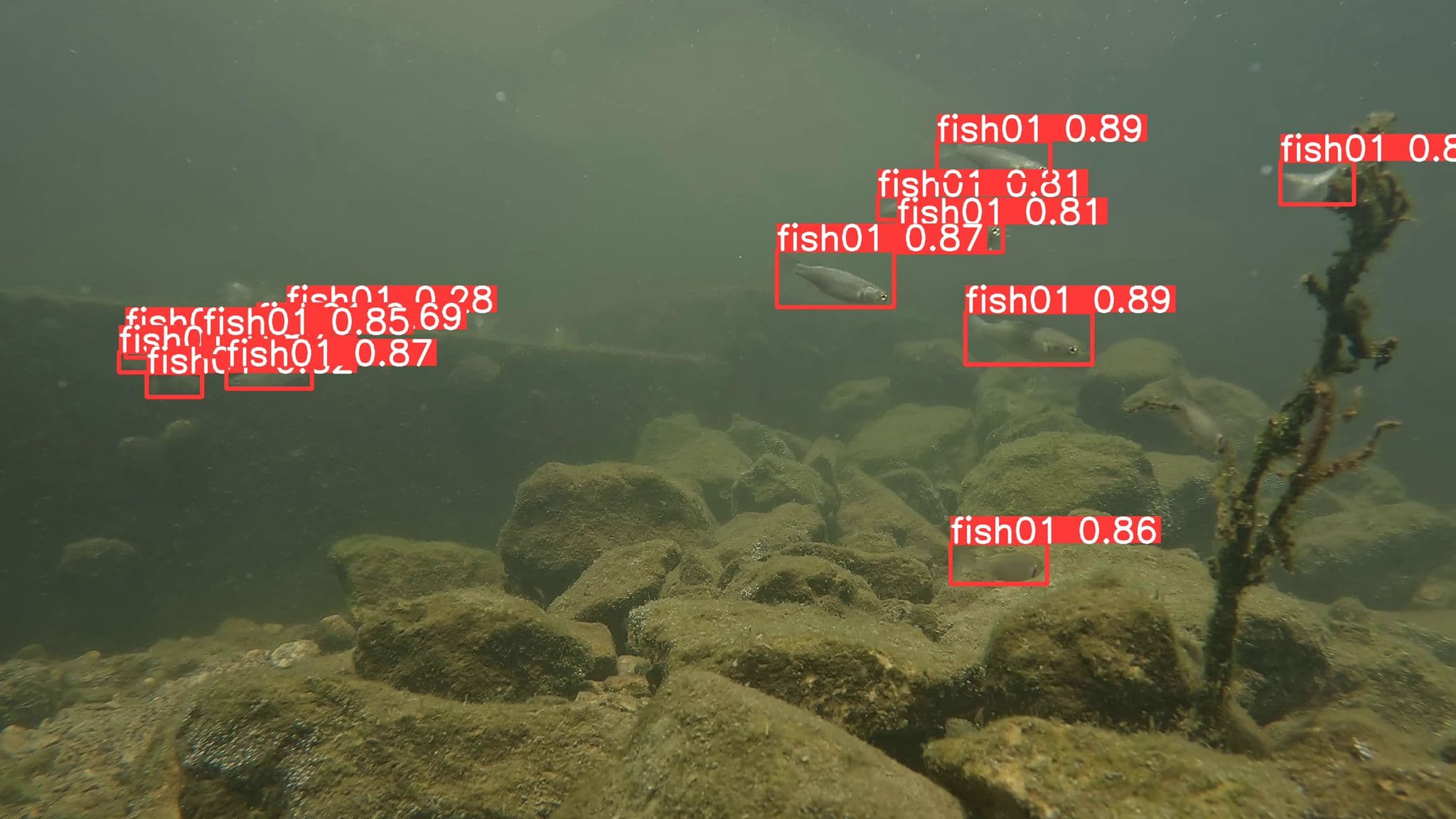 Species in Eco shoreline