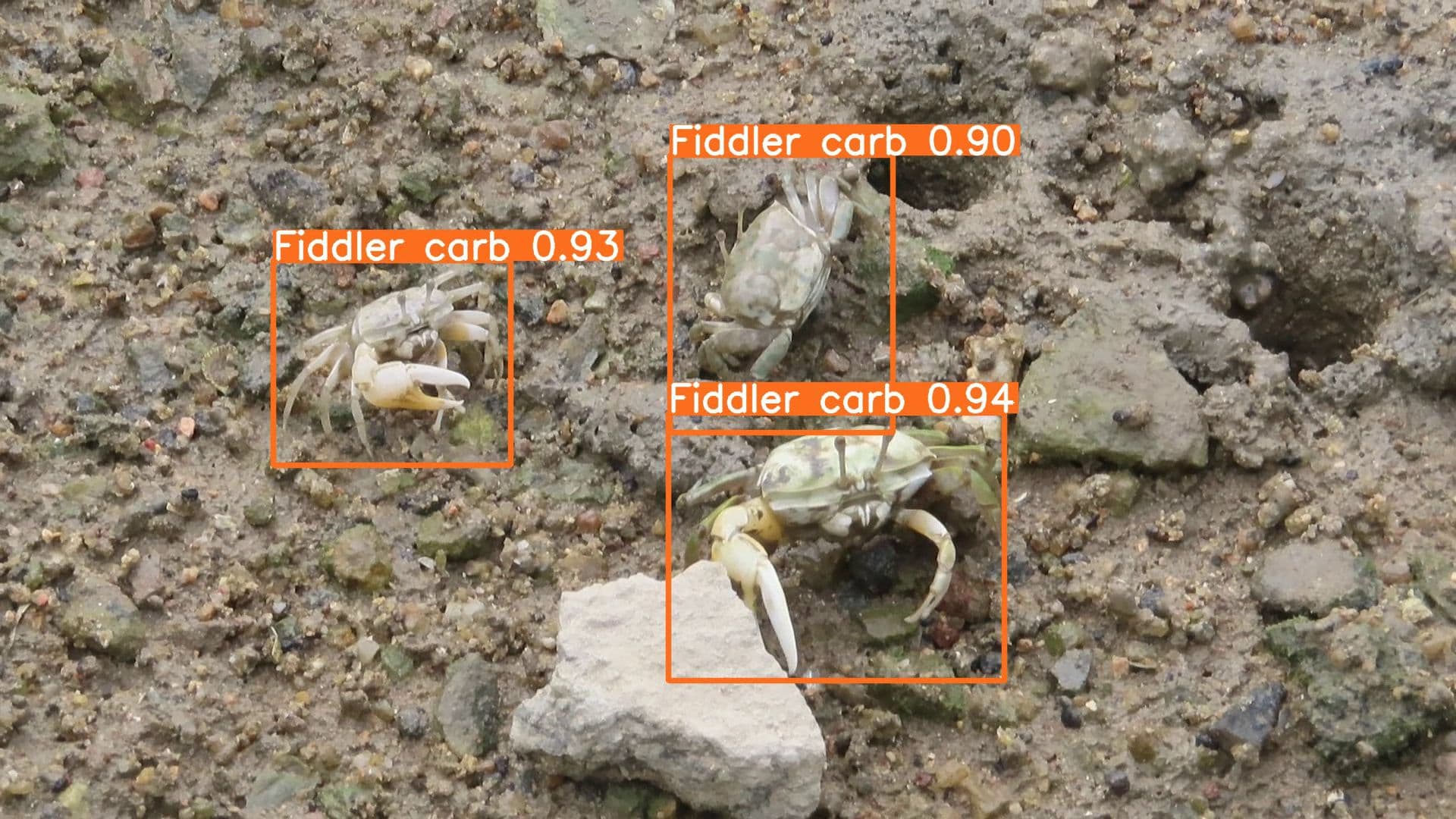 Species in Eco shoreline