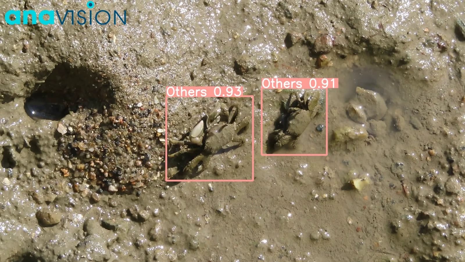 Unknown Species Detection