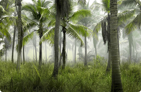 Oil Palm Management