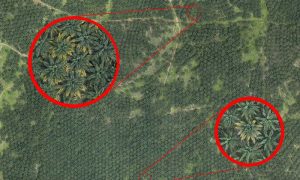 Crop protection