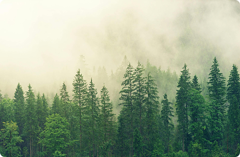 Forestry Management 