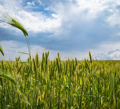 Crop