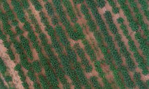 Yield prediction