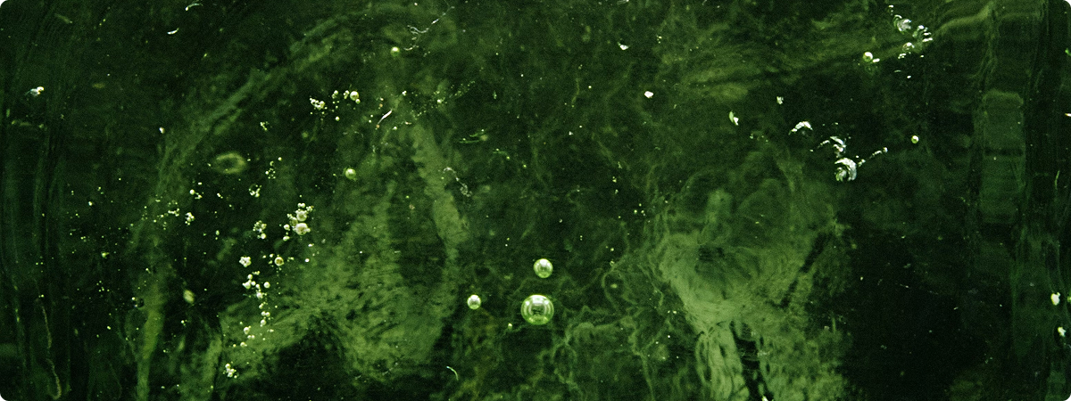 Algae Identification (AlgaEye)