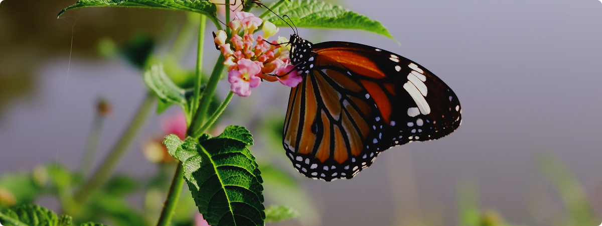 Wildlife Monitoring